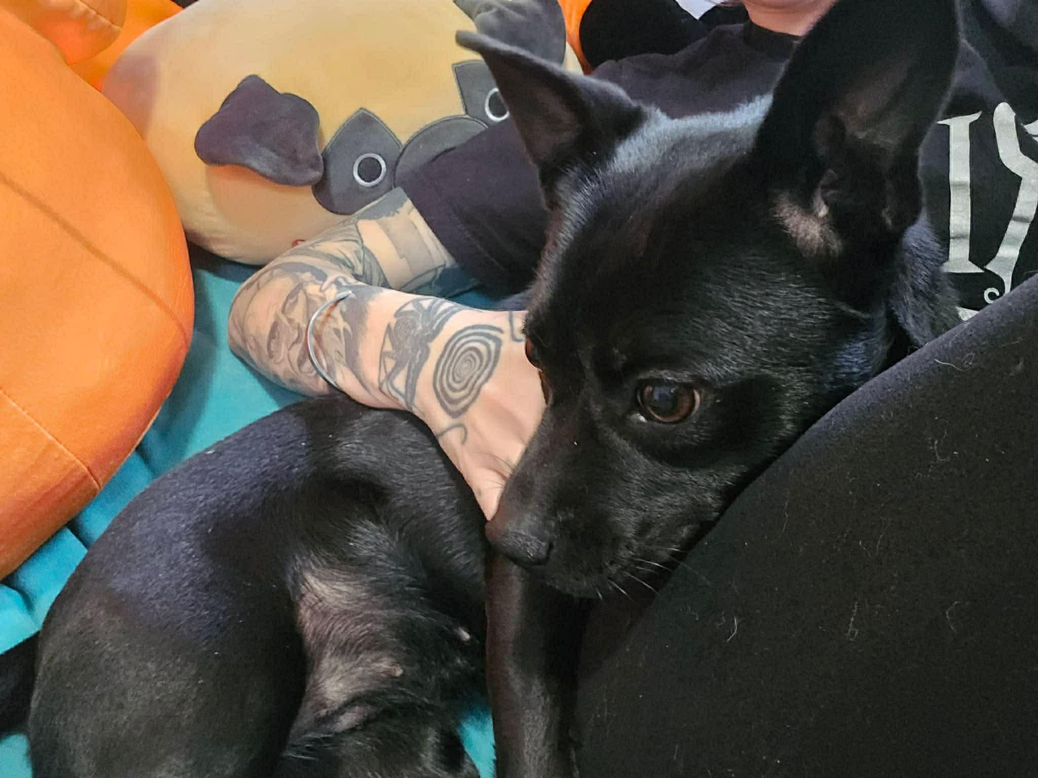 Sabrina, a ADOPTABLE mixed breed in Madison Heights, MI image 3/6