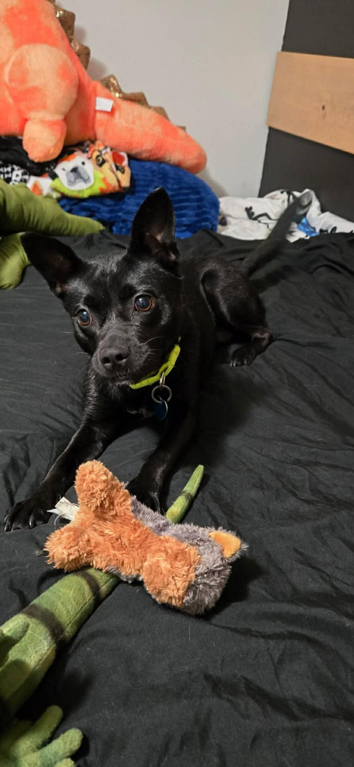 Sabrina, a ADOPTABLE mixed breed in Madison Heights, MI image 4/6