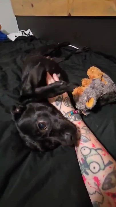 Enlarge Sabrina, a ADOPTABLE mixed breed in Madison Heights, MI video 5/6