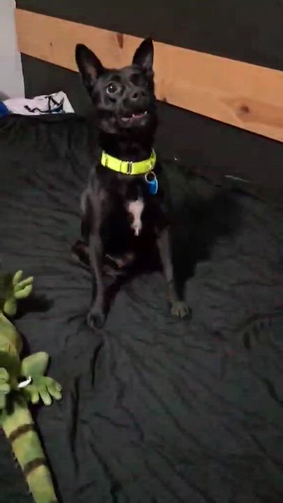 Enlarge Sabrina, a ADOPTABLE mixed breed in Madison Heights, MI video 6/6
