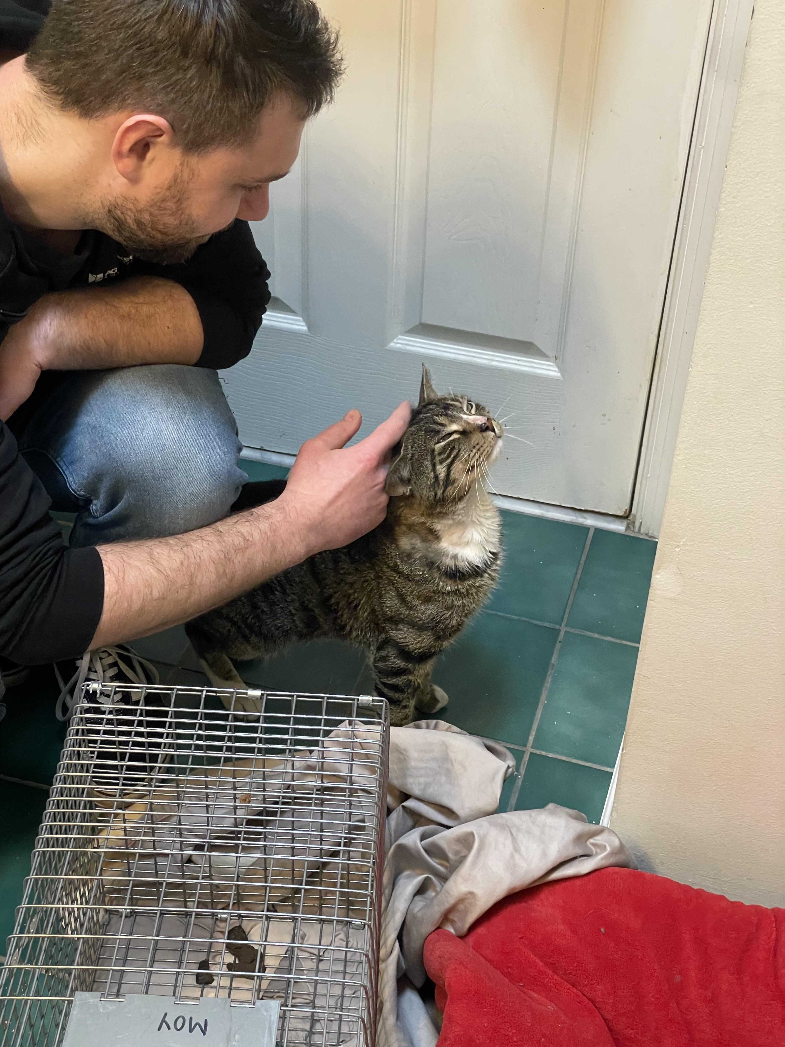 Pluto, Adoptable, Young Male Domestic Short Hair & Tabby.