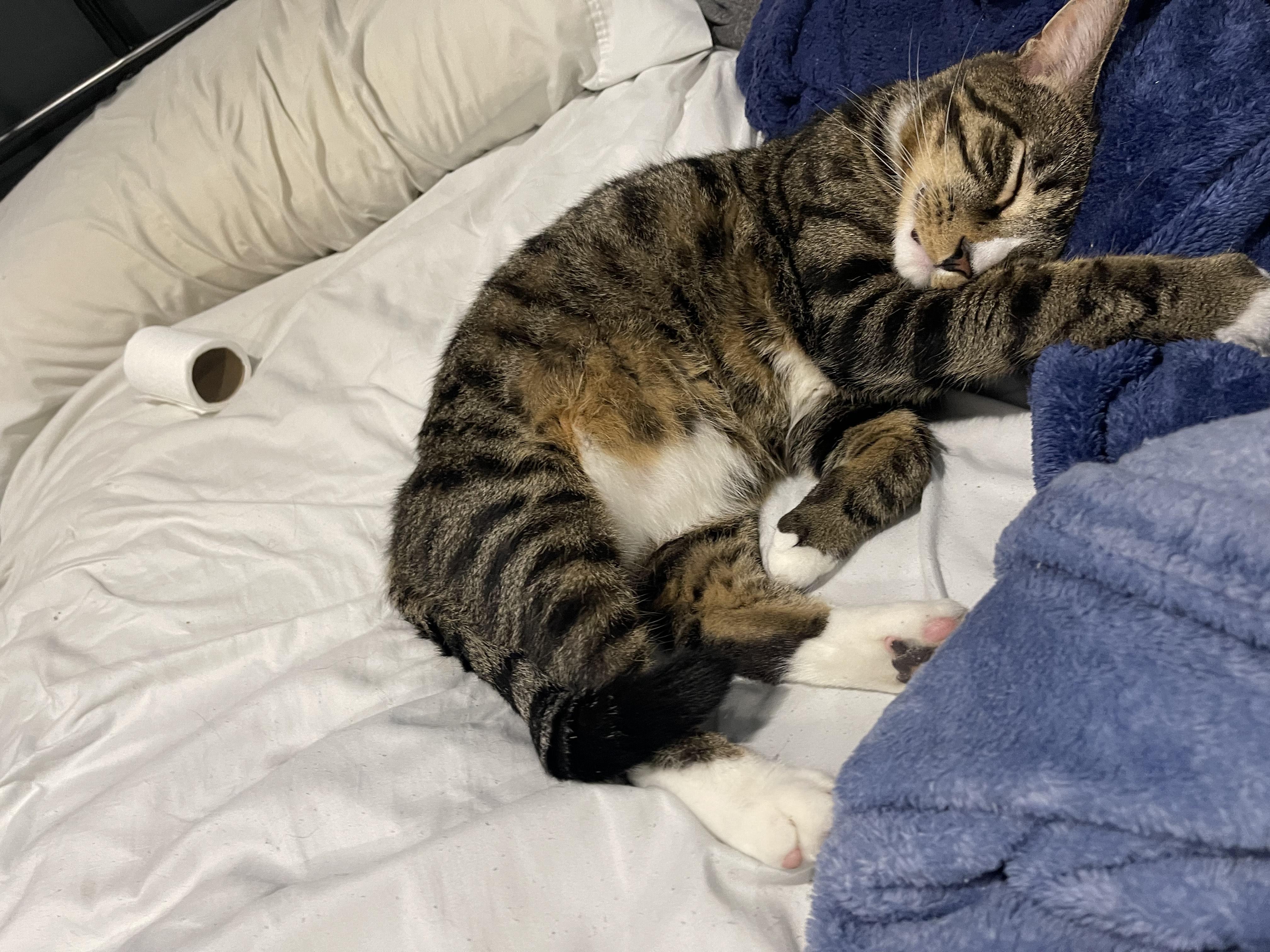 Pluto, a Adoptable mixed breed in Philadelphia, PA image 2/6