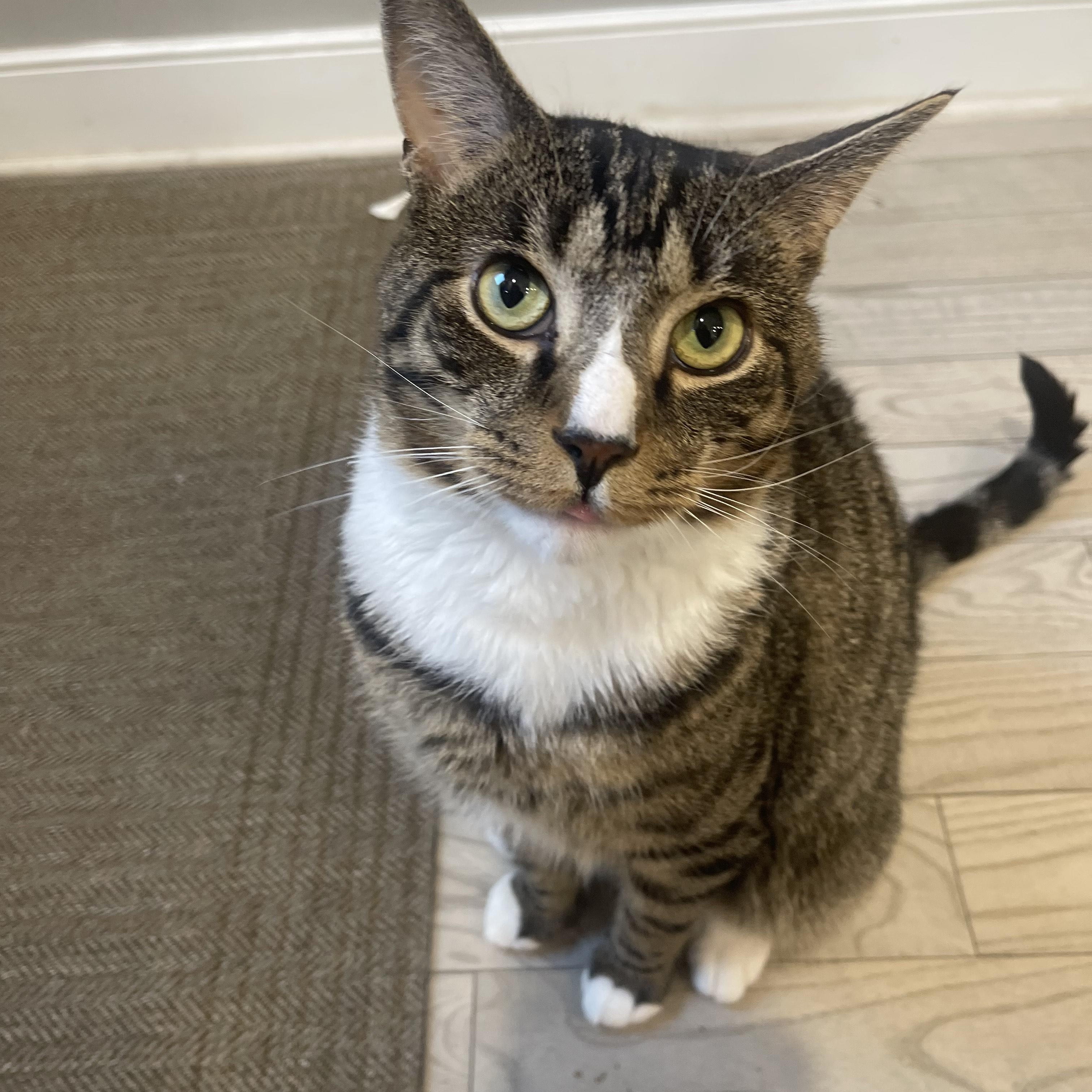 Pluto, Adoptable, Young Male Domestic Short Hair & Tabby.