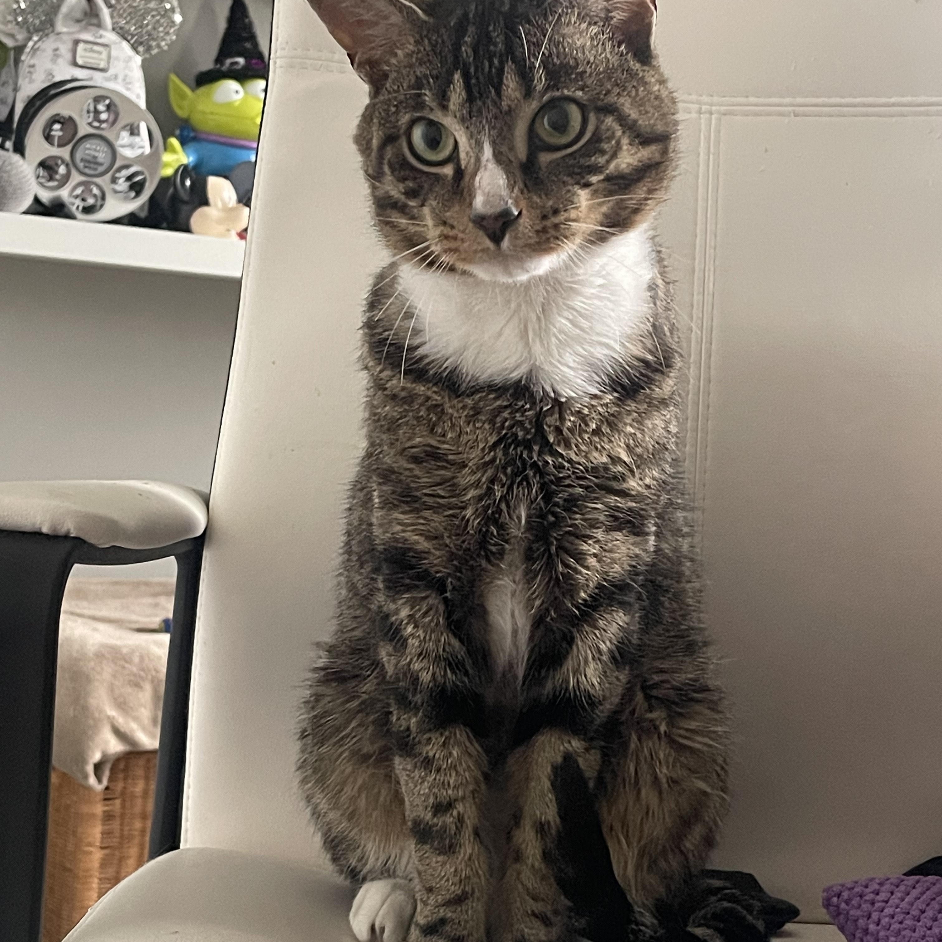 Pluto, a Adoptable mixed breed in Philadelphia, PA image 6/6