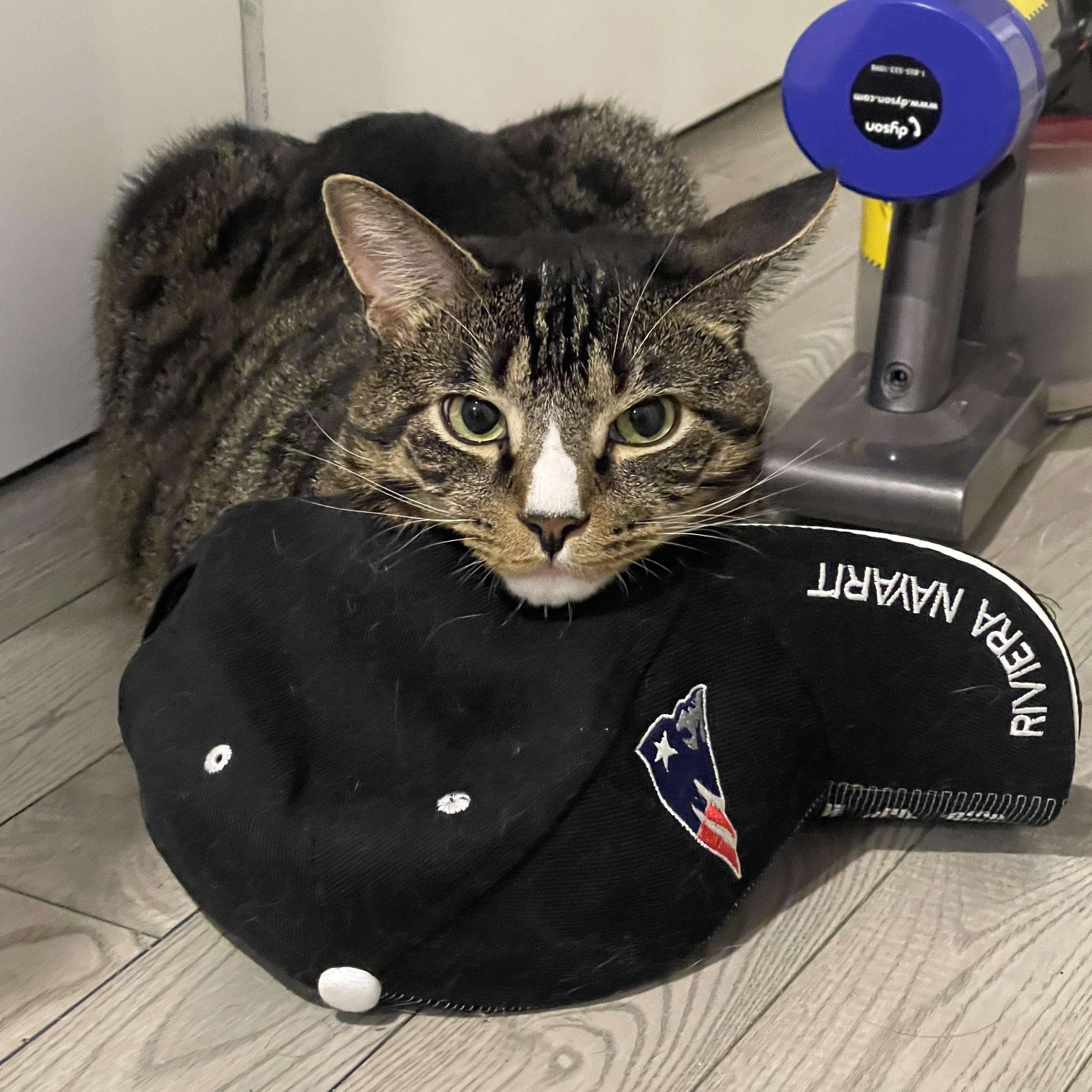 Pluto, a Adoptable mixed breed in Philadelphia, PA image 3/6