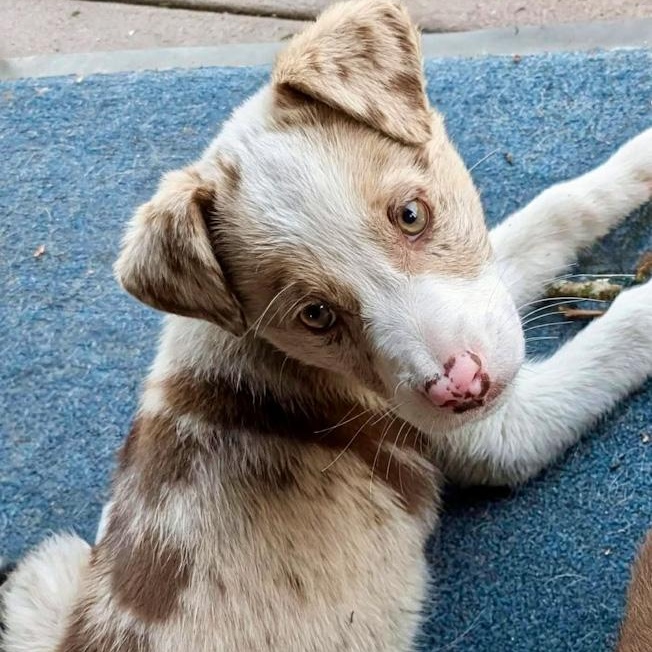 Gerber Daisy, adopted, Puppy Female Australian Cattle Dog / Blue Heeler.