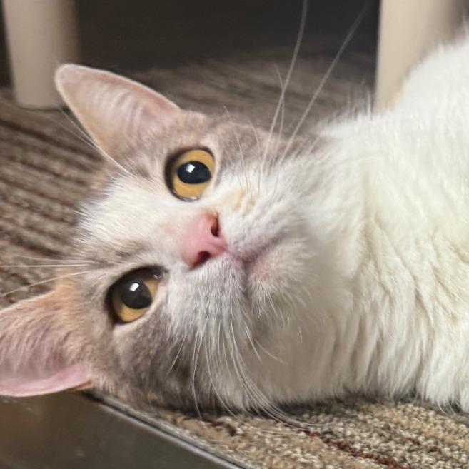 Enlarge Elsa, a Adoptable Domestic Short Hair in Sand Springs, OK image 1/2