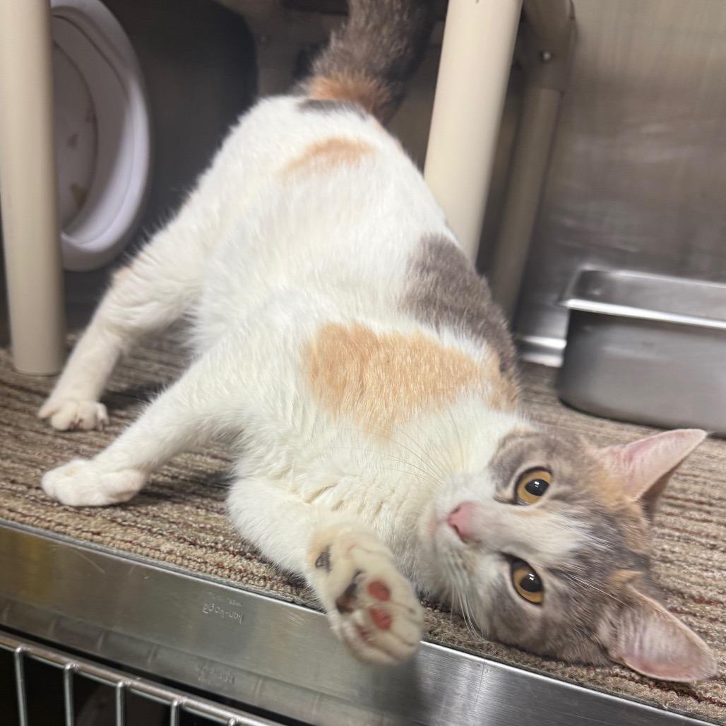 Enlarge Elsa, a Adoptable Domestic Short Hair in Sand Springs, OK image 2/2