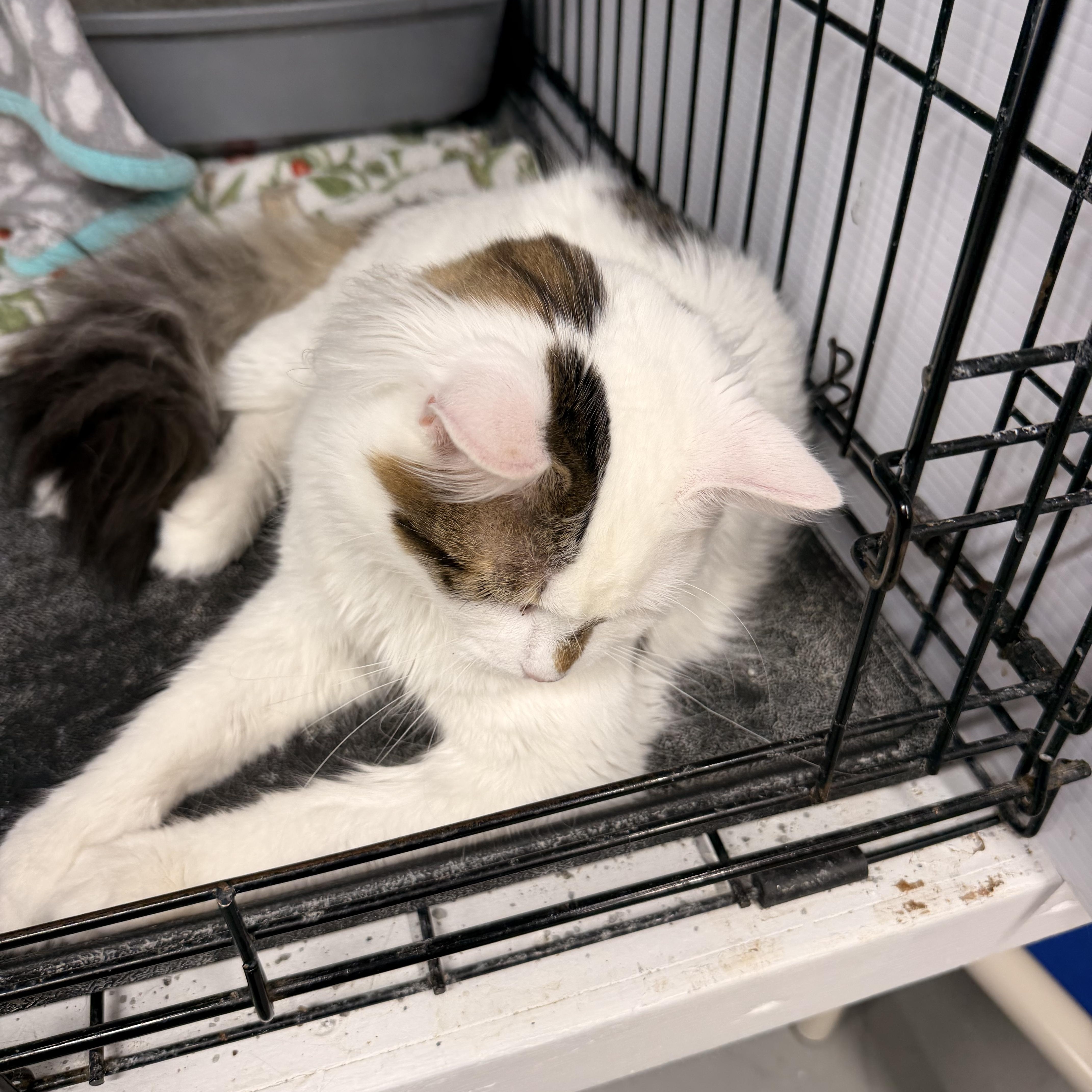 Oswald, a Adoptable Domestic Medium Hair in Mears, MI image 3/6