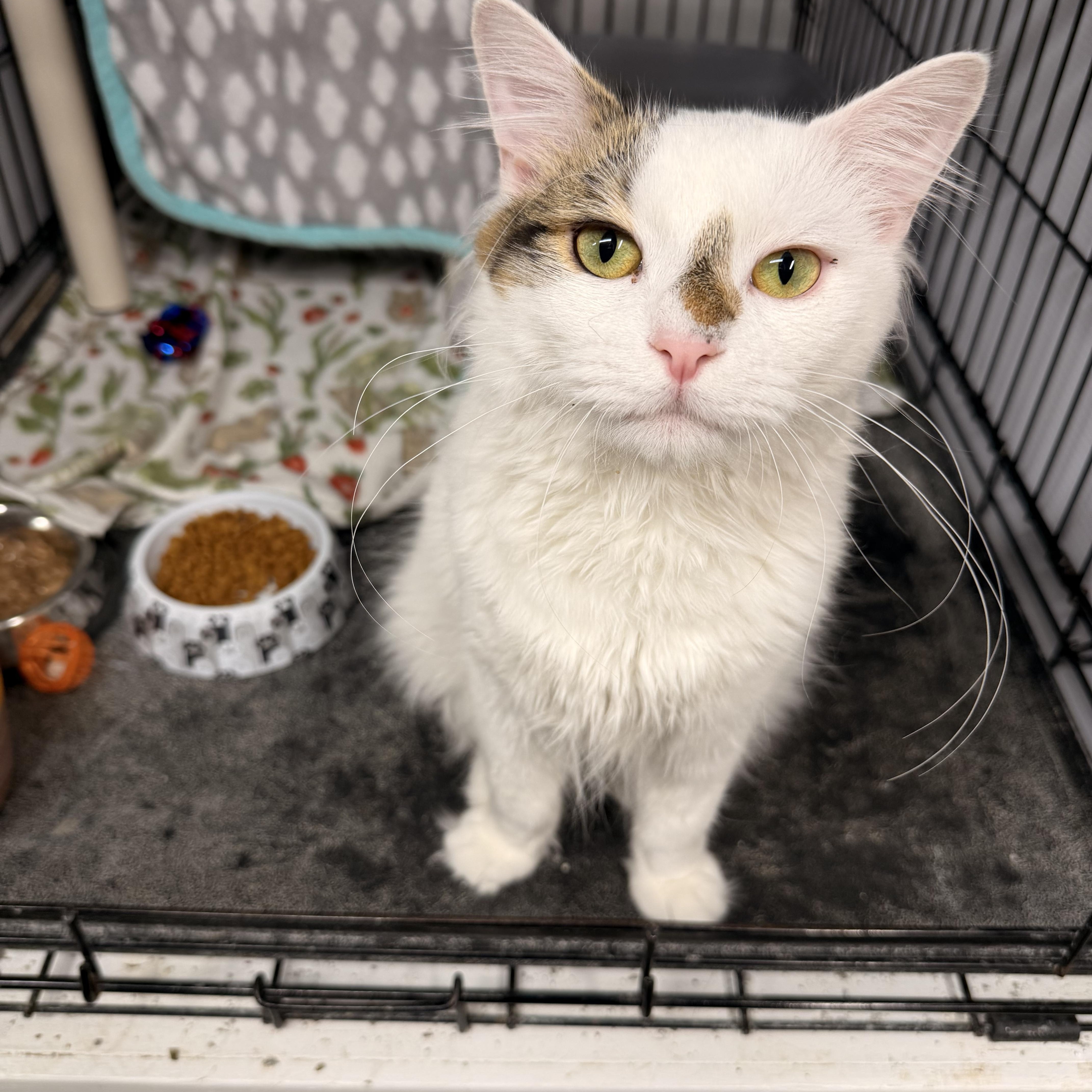 Oswald, Adoptable, Adult Male Domestic Medium Hair.