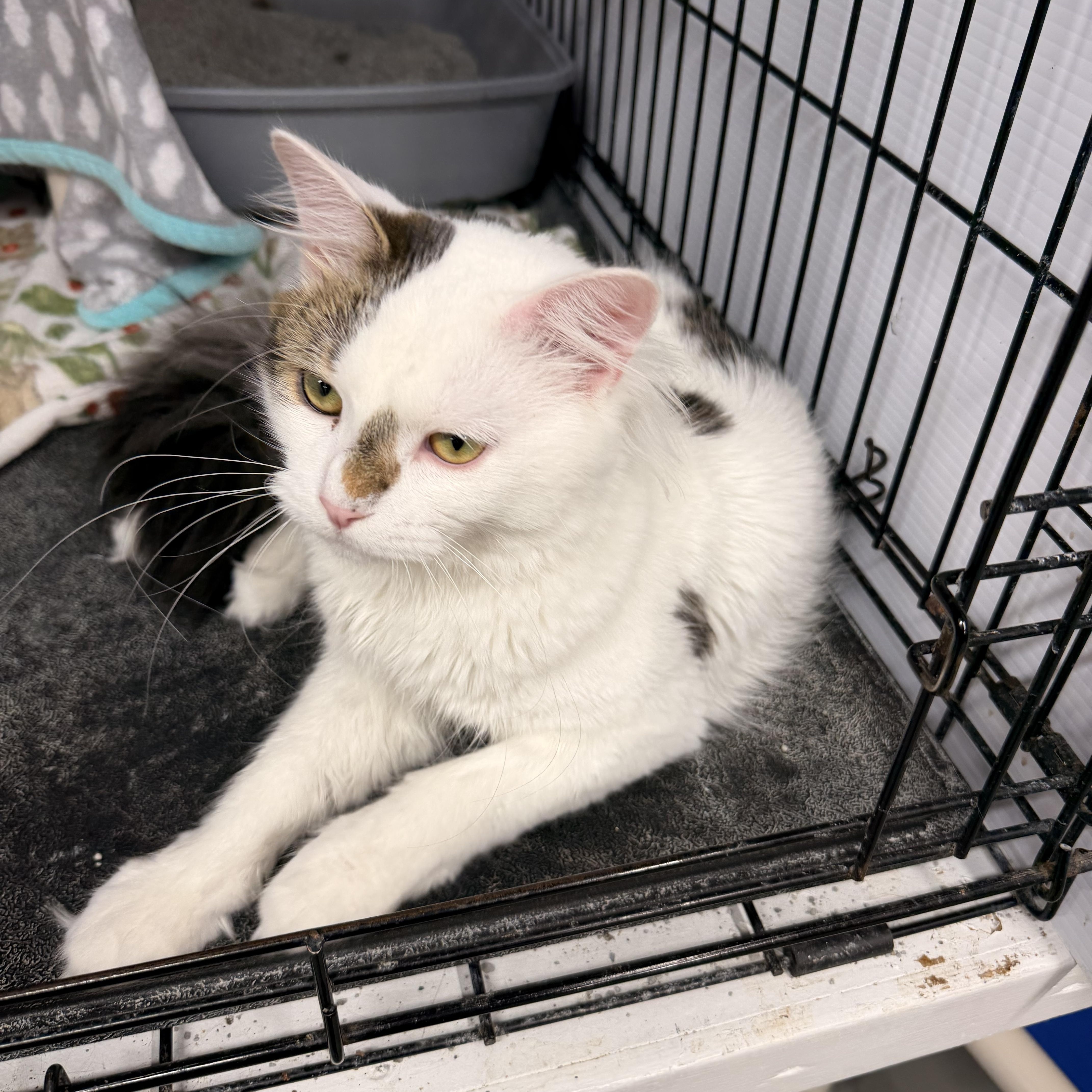 Oswald, a Adoptable Domestic Medium Hair in Mears, MI image 5/6