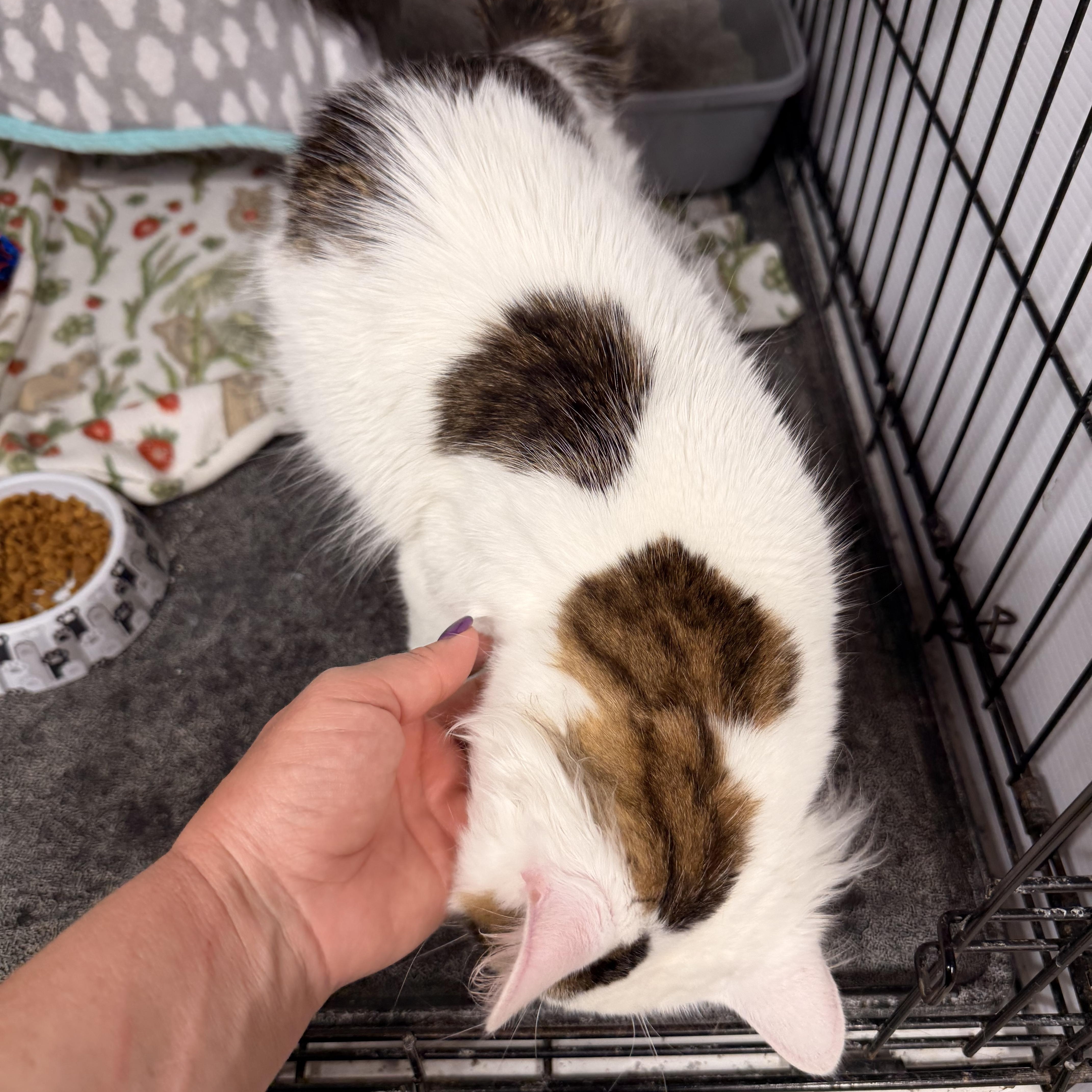 Oswald, a Adoptable Domestic Medium Hair in Mears, MI image 2/6