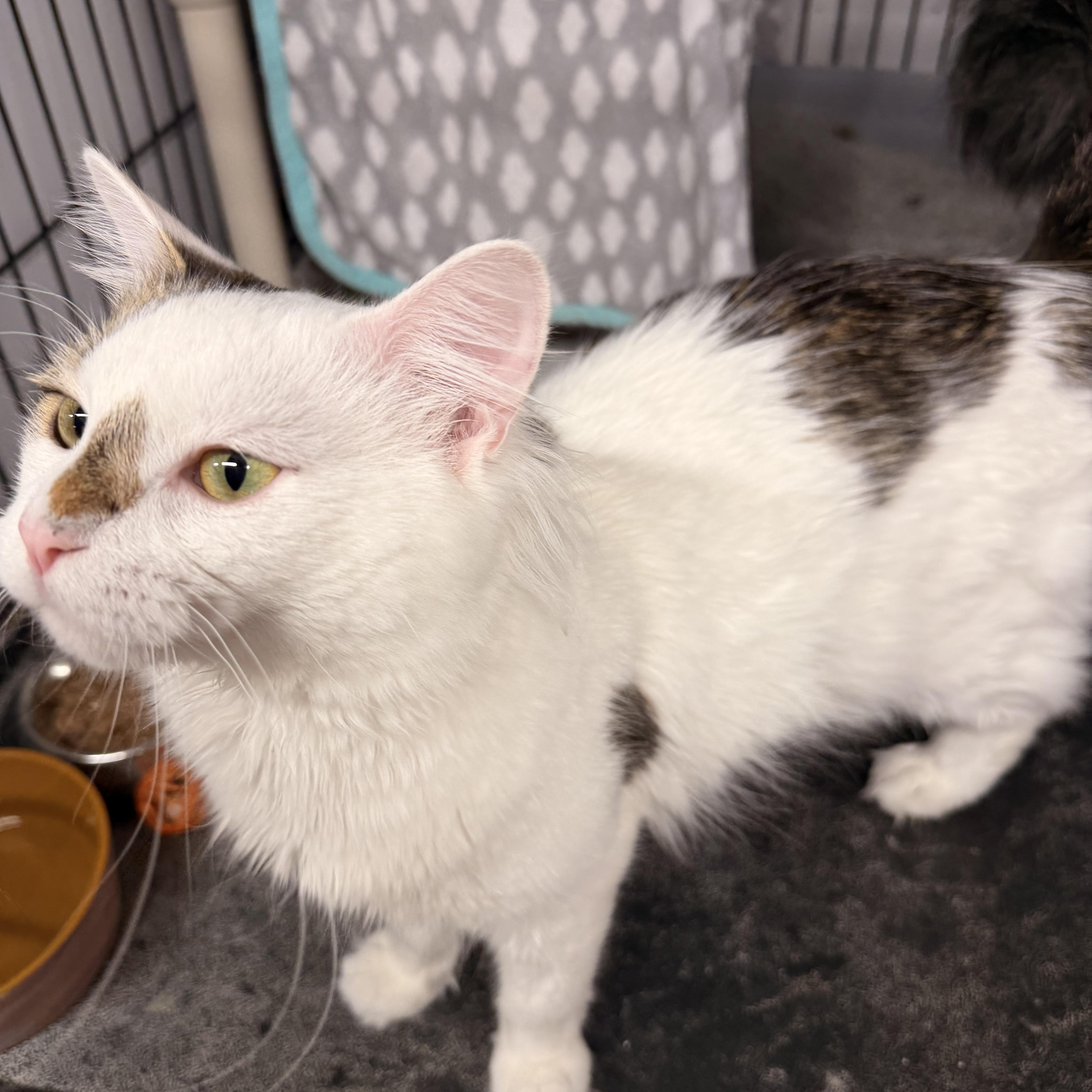 Oswald, a Adoptable Domestic Medium Hair in Mears, MI image 4/6