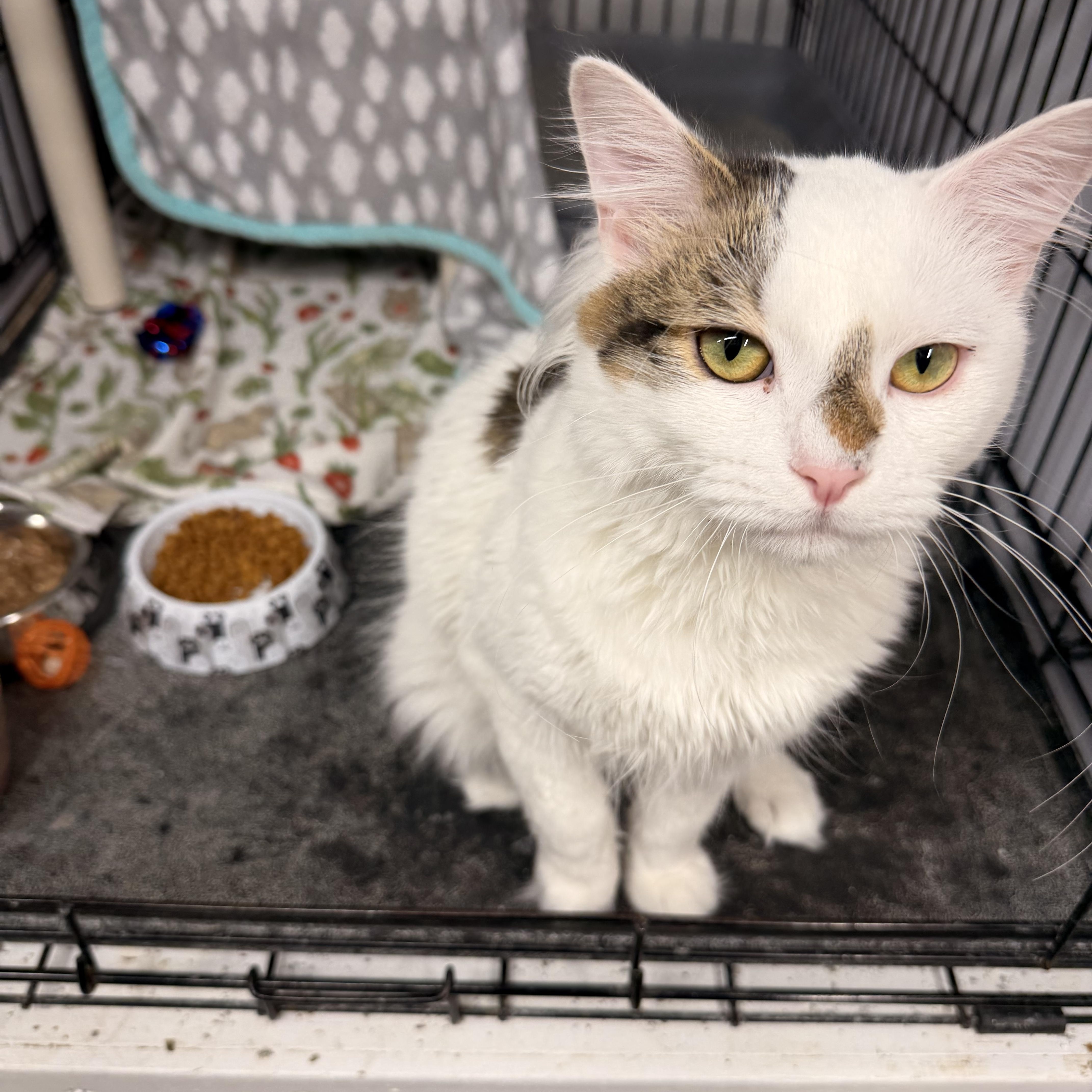 Oswald, a Adoptable Domestic Medium Hair in Mears, MI image 6/6