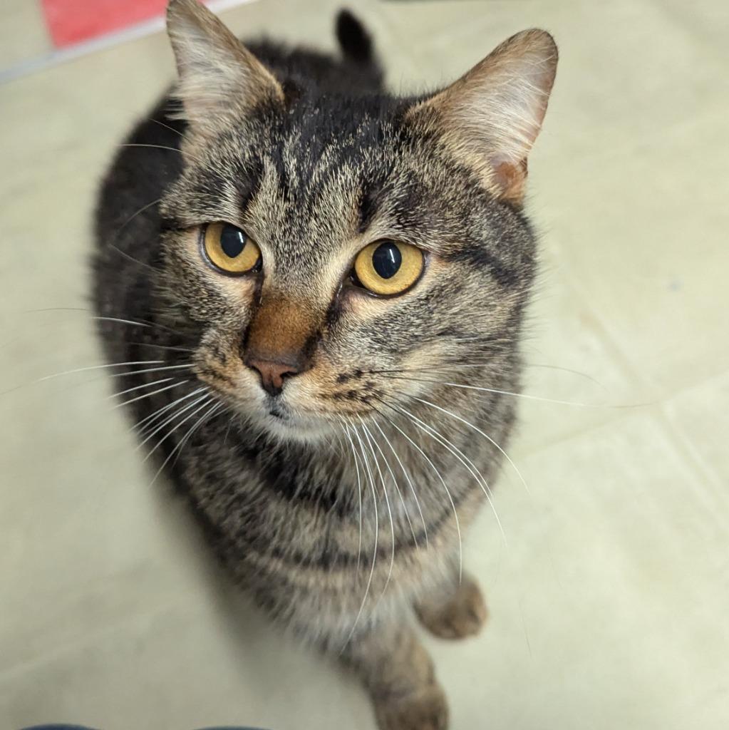 Meg, Adoptable, Young Female Domestic Short Hair.