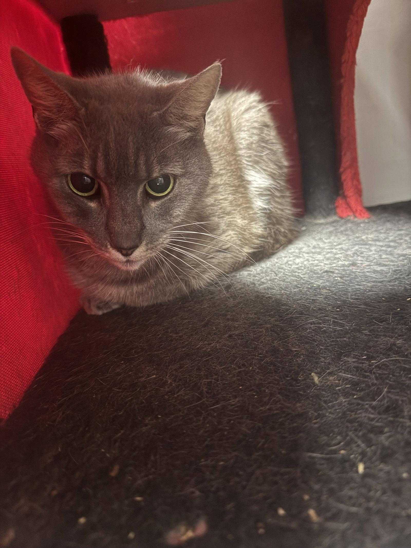 Enlarge Welku, a Adoptable Domestic Short Hair in Satellite Beach, FL image 1/2