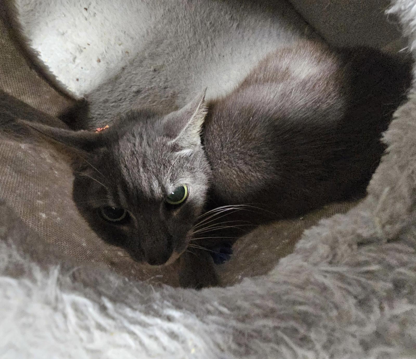 Enlarge Welku, a Adoptable Domestic Short Hair in Satellite Beach, FL image 2/2
