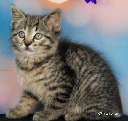 Enlarge Chubz, a Adoptable Domestic Short Hair in Newland, NC image 1/1