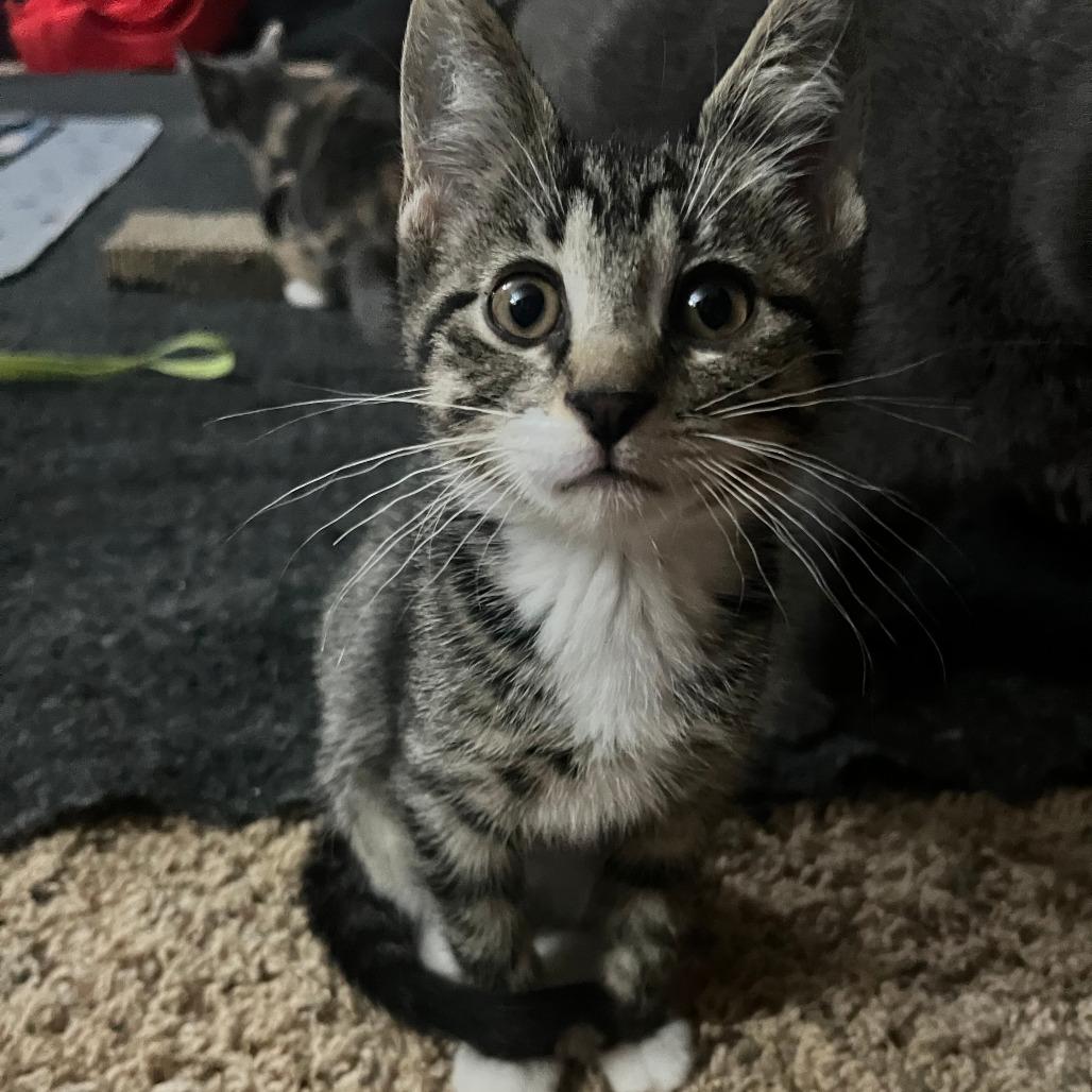 Enlarge Black Pearl, a Adoptable Domestic Short Hair in Middleton, WI image 1/1