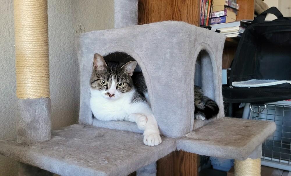 Patty, Adoptable, Adult Female Domestic Short Hair.