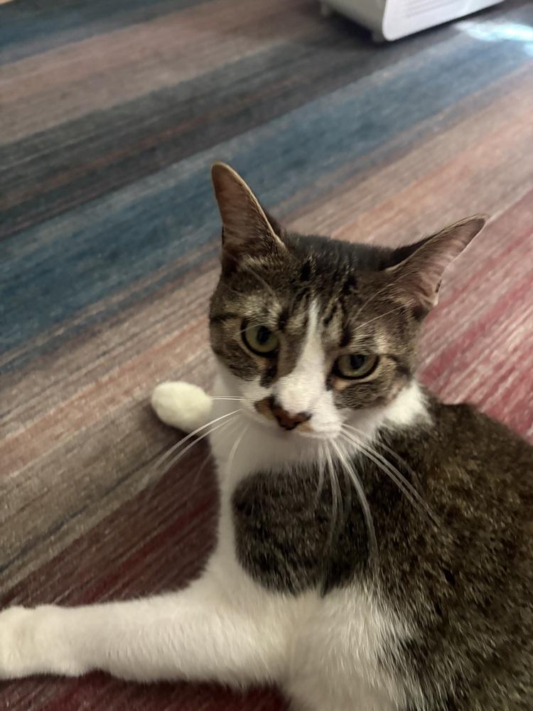 Patty, a Adoptable mixed breed in Lafayette, CO image 2/6