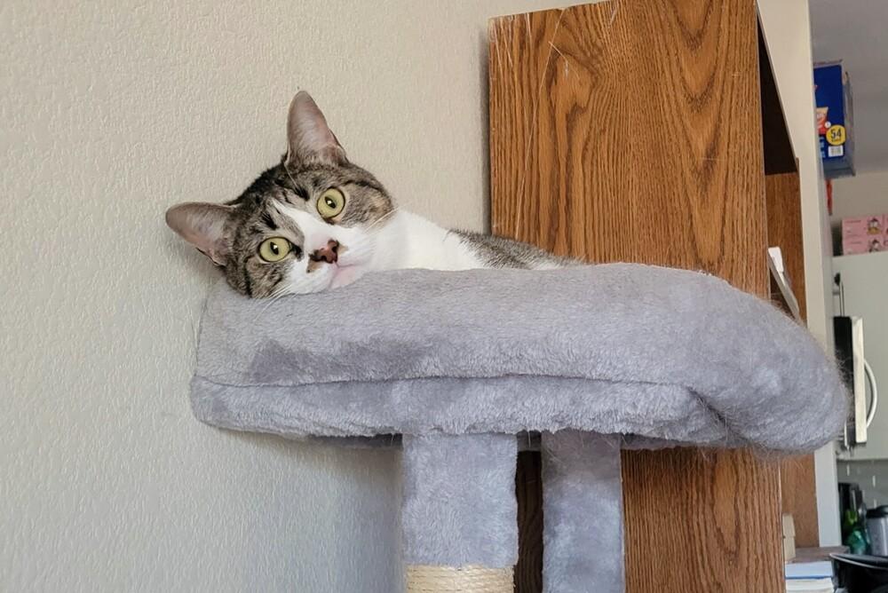 Enlarge Patty, a Adoptable mixed breed in Lafayette, CO image 3/6