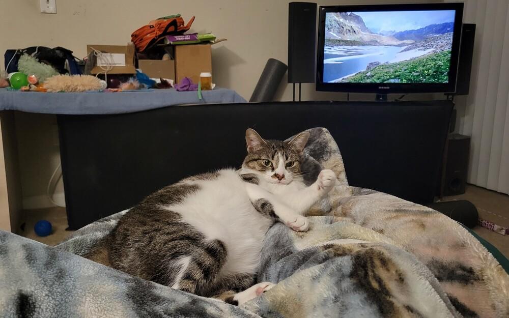 Enlarge Patty, a Adoptable mixed breed in Lafayette, CO image 4/6