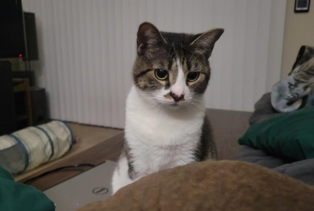 Enlarge Patty, a Adoptable mixed breed in Lafayette, CO image 5/6