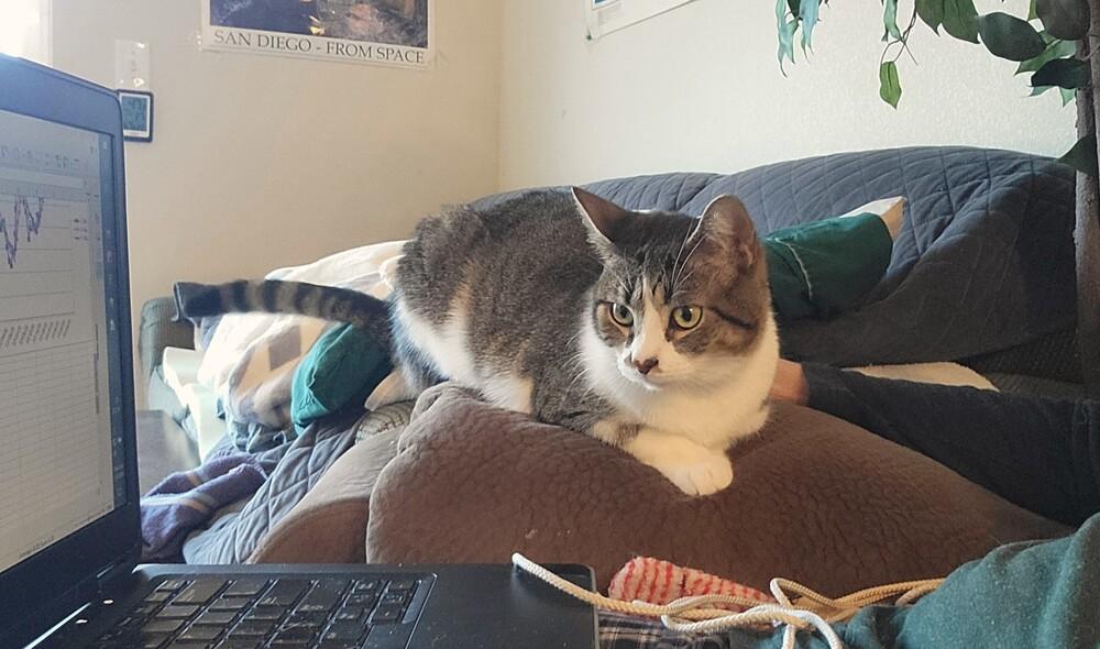 Enlarge Patty, a Adoptable mixed breed in Lafayette, CO image 6/6