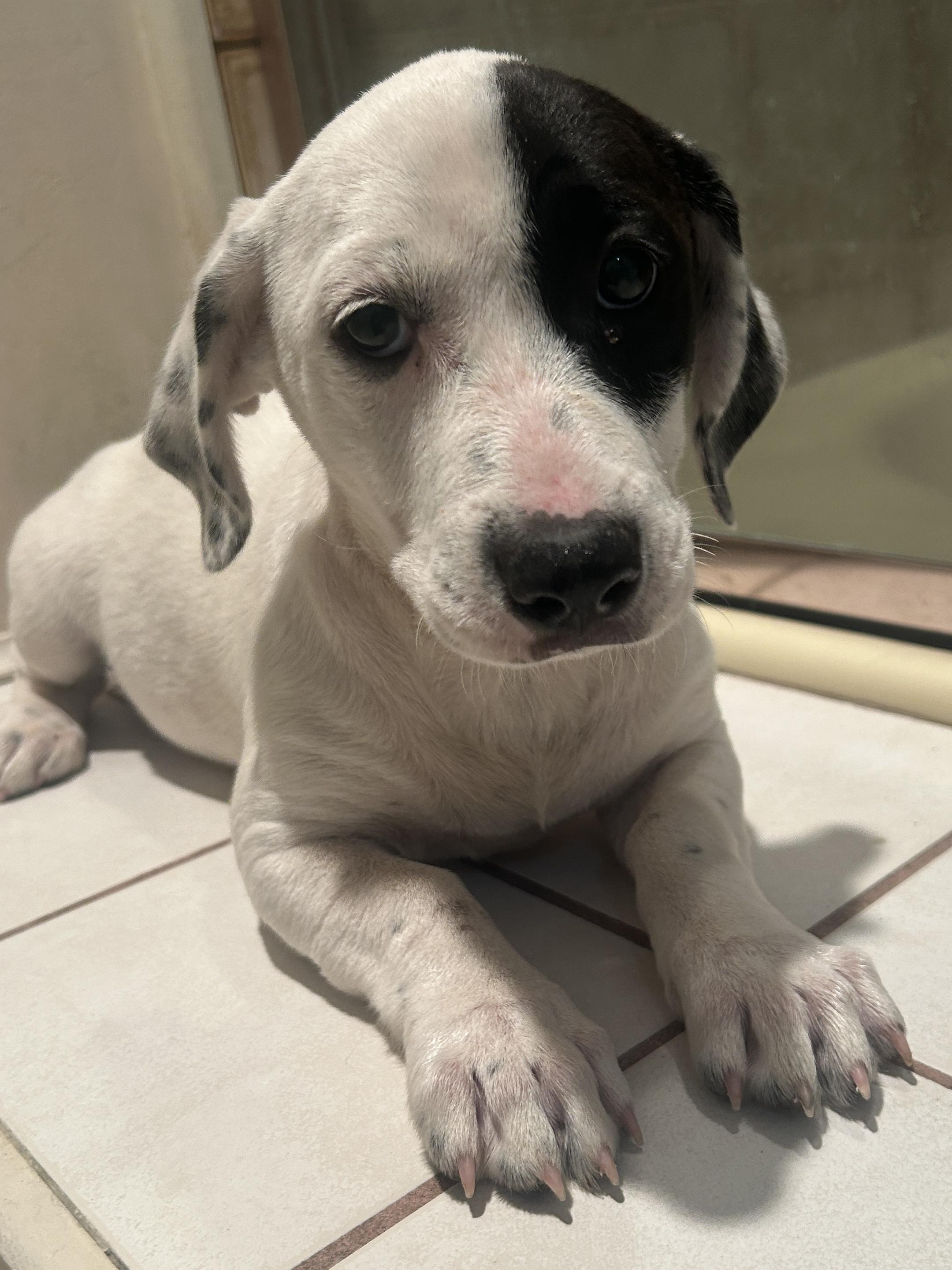 GIDGET, a ADOPTABLE mixed breed in El Cajon, CA image 4/6