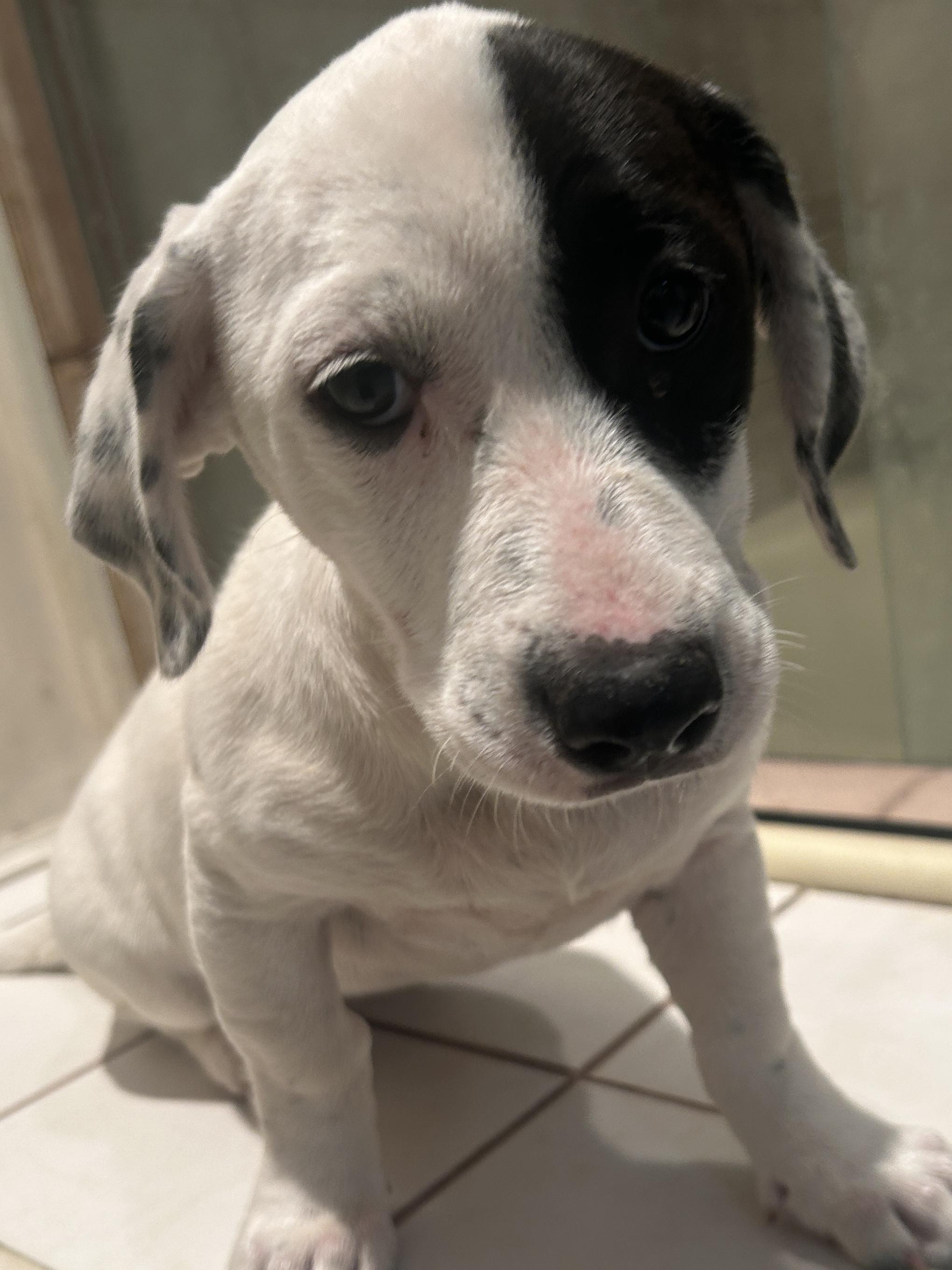 GIDGET, ADOPTABLE, Puppy Female Labrador Retriever.