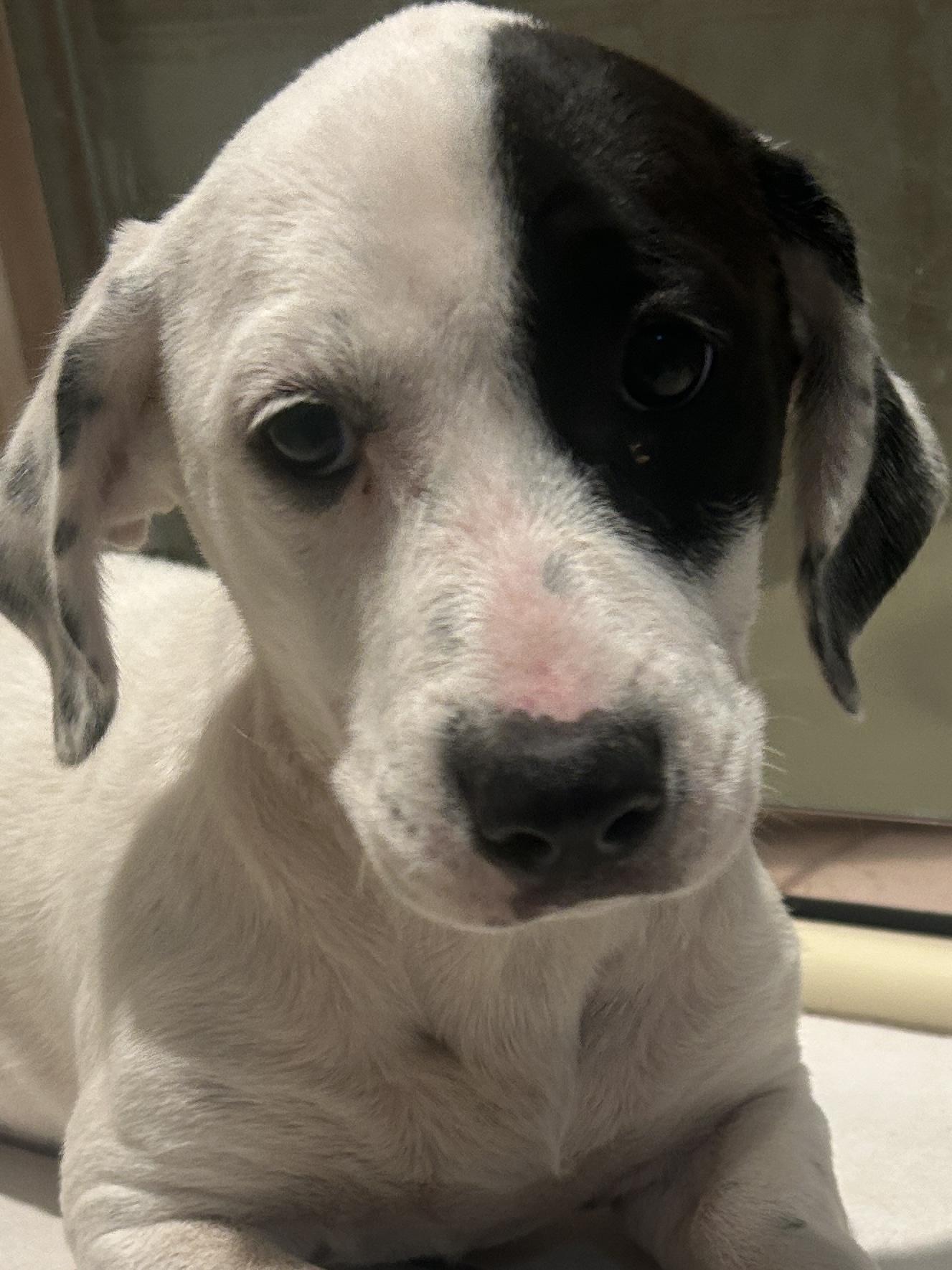 GIDGET, a ADOPTABLE mixed breed in El Cajon, CA image 2/6