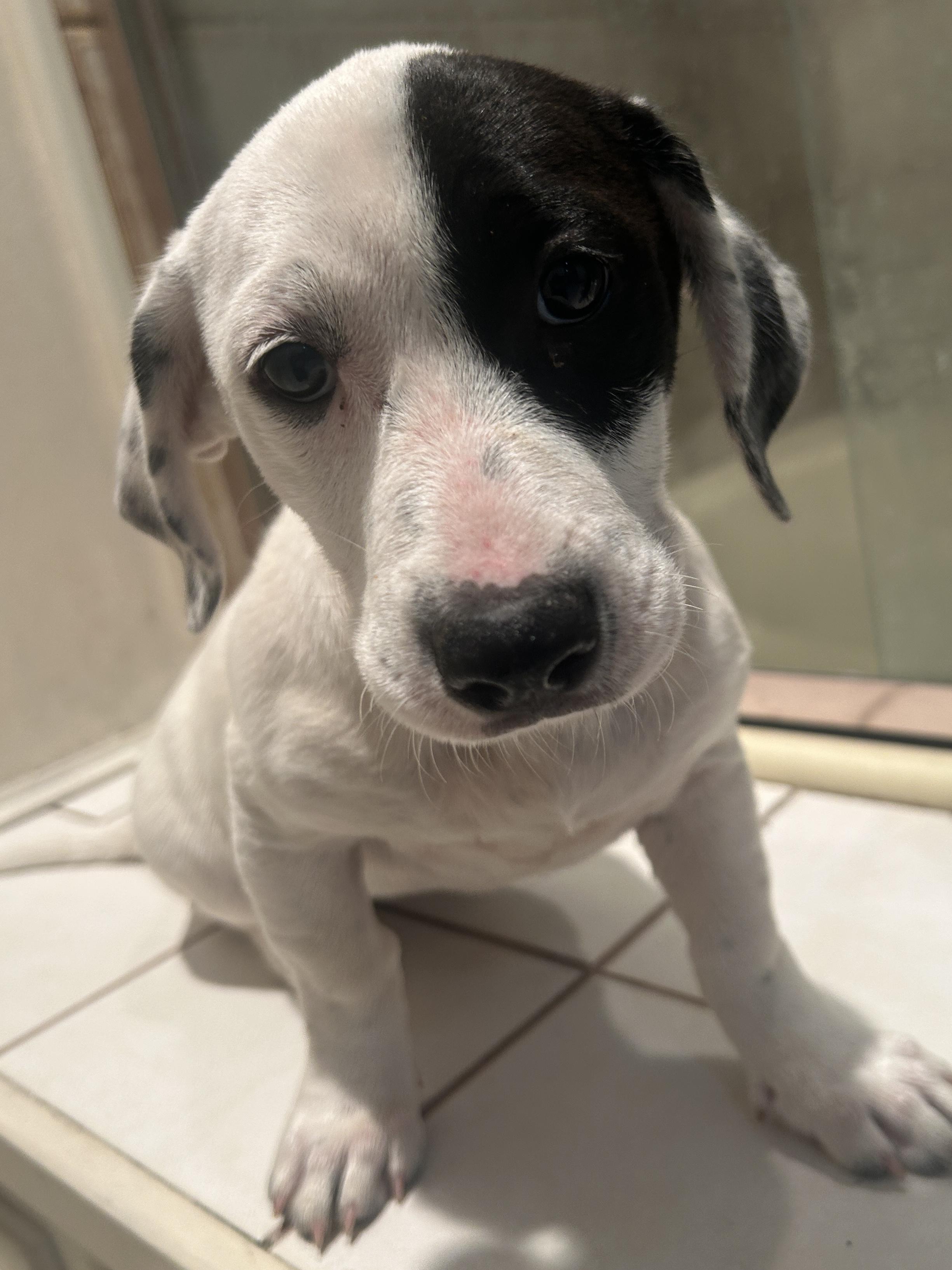 GIDGET, a ADOPTABLE mixed breed in El Cajon, CA image 3/6