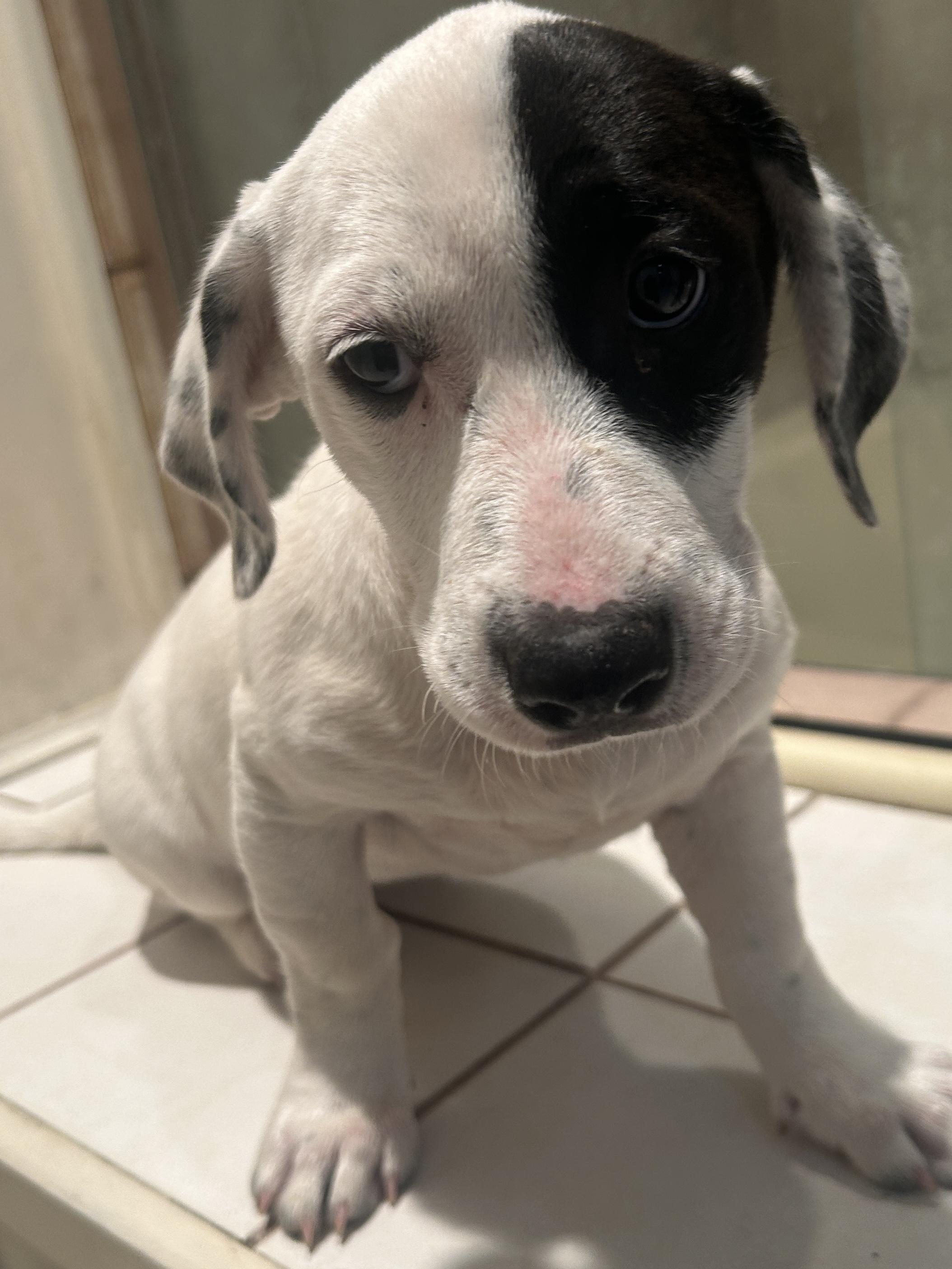 GIDGET, a ADOPTABLE mixed breed in El Cajon, CA image 5/6