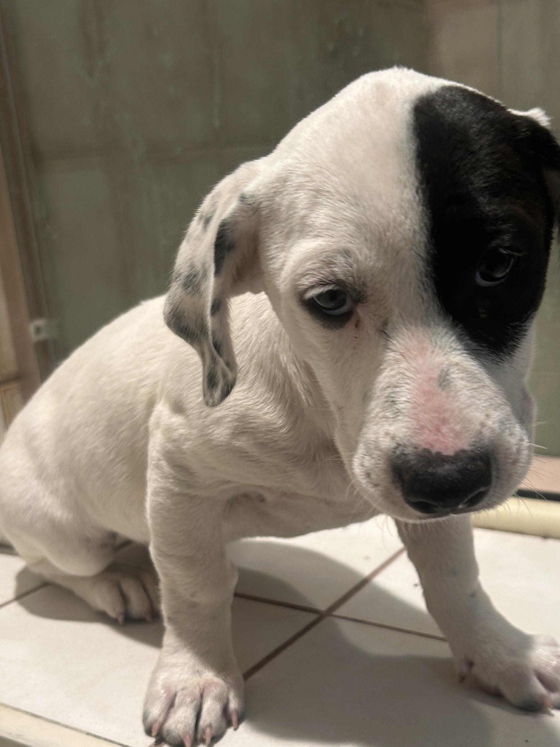 GIDGET, a ADOPTABLE mixed breed in El Cajon, CA image 6/6