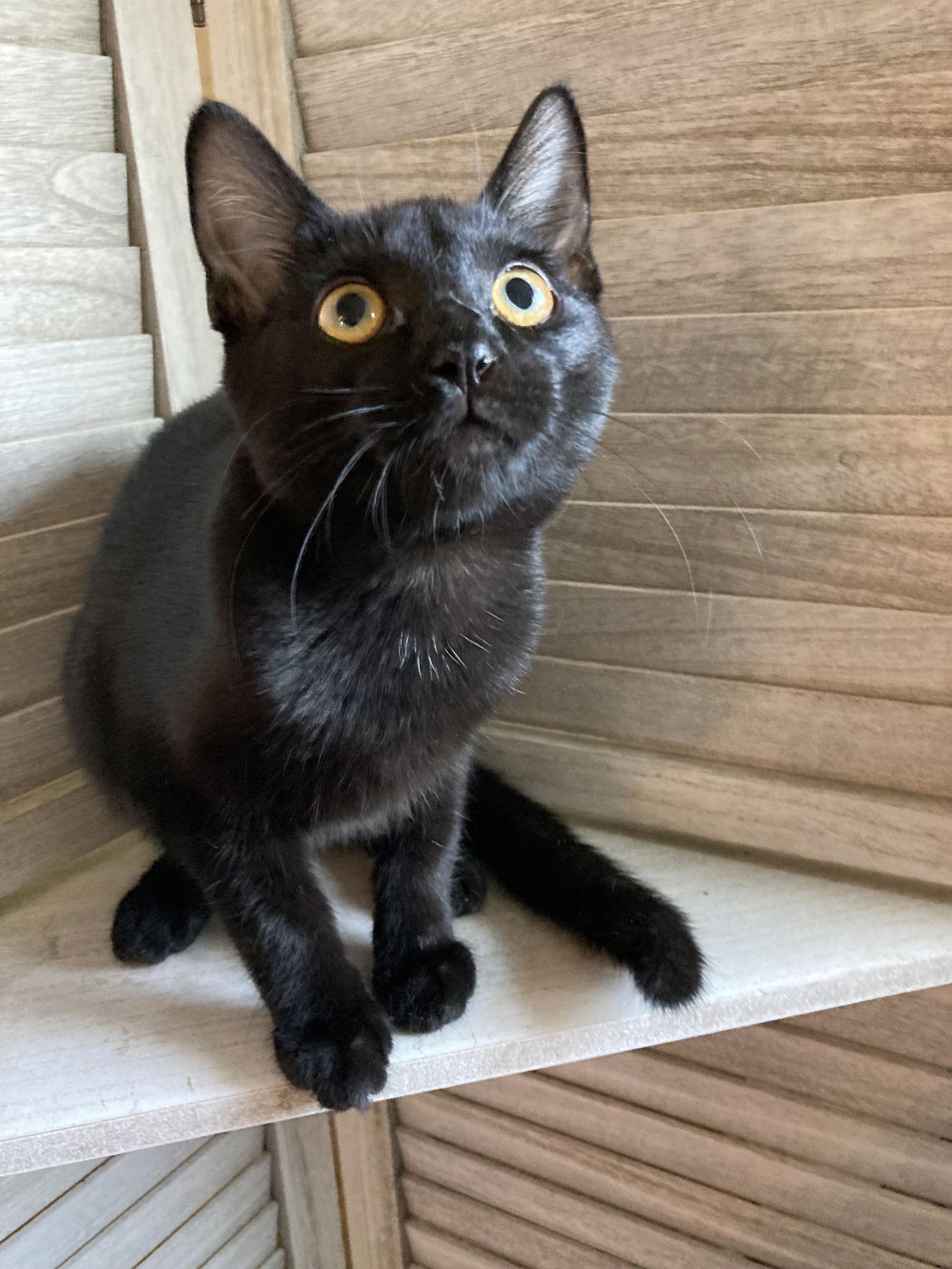 Madison, Adoptable, Young Female Domestic Short Hair & Balinese.