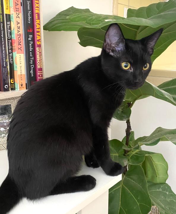 Madison, a Adoptable mixed breed in San Diego, CA image 2/3