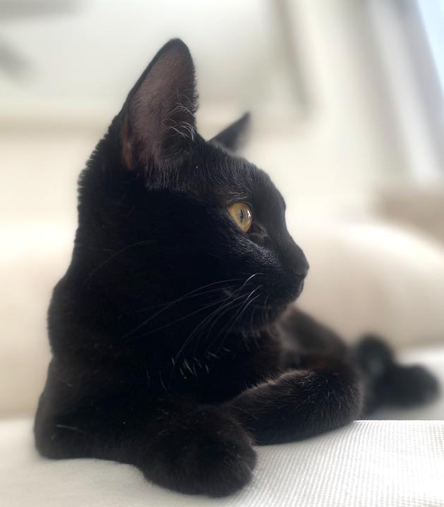 Madison, a Adoptable mixed breed in San Diego, CA image 3/3