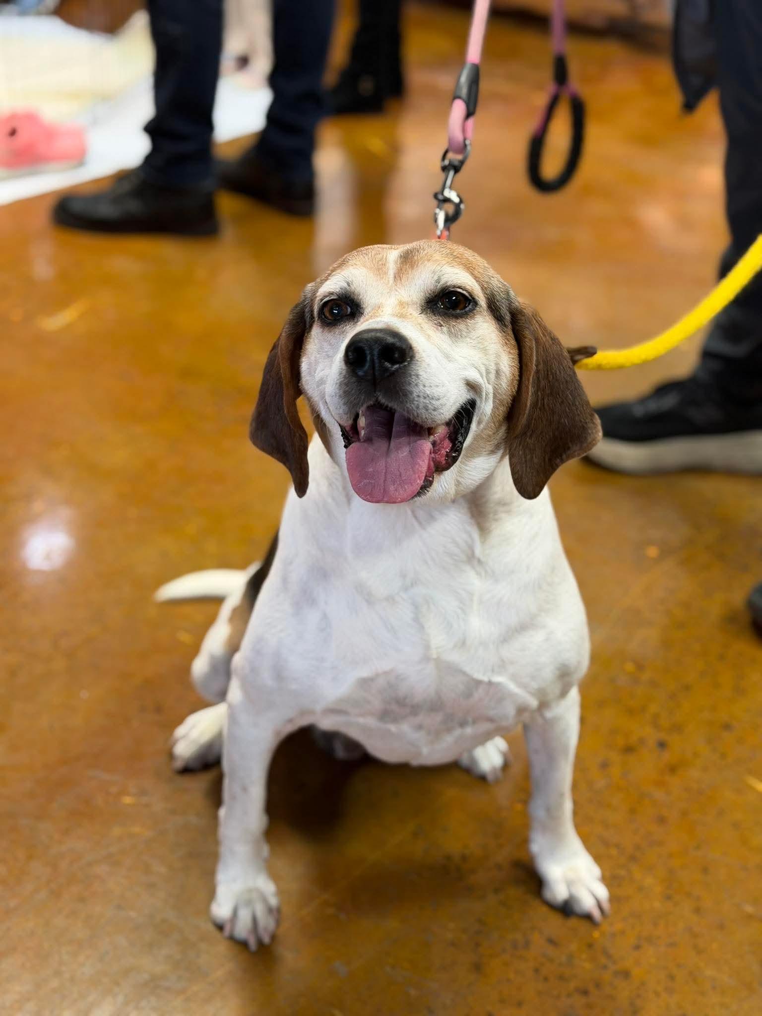 Enlarge Peaches, a Adoptable Hound in Westwood, NJ image 6/6