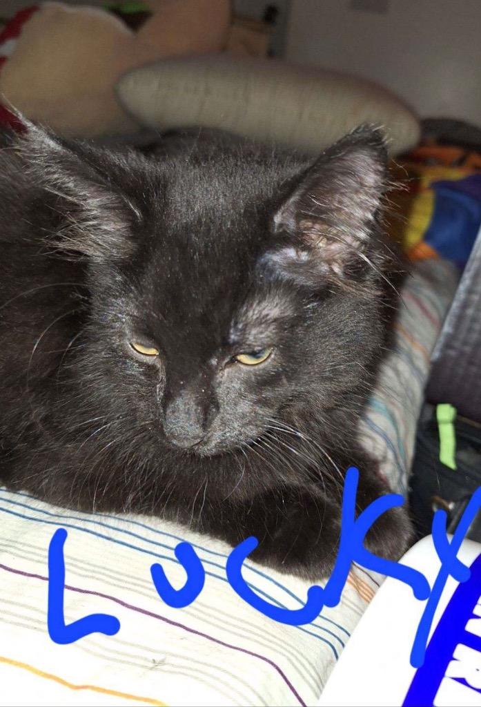 Enlarge Lucky, a Adopted mixed breed in Muskegon, MI image 1/1