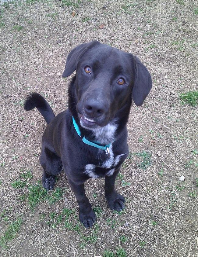 LUTHER, adoptable, Young Male Labrador Retriever.