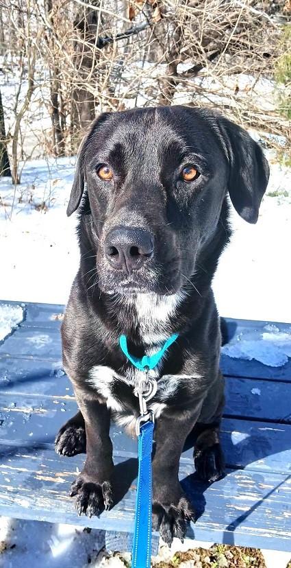 Enlarge LUTHER, a ADOPTABLE mixed breed in Pegram, TN image 2/5