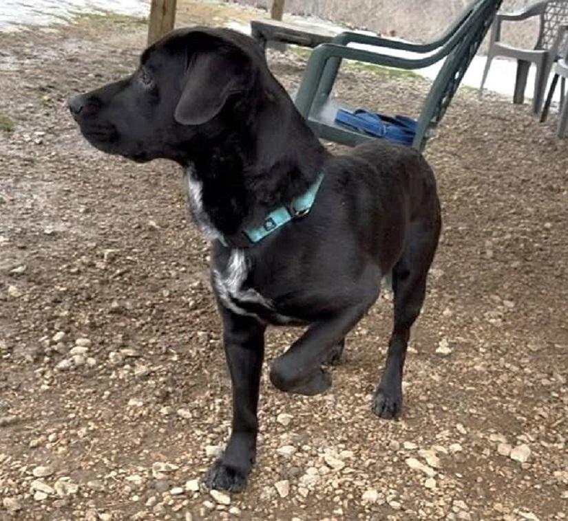 Enlarge LUTHER, a ADOPTABLE mixed breed in Pegram, TN image 5/5