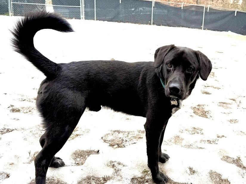 LUTHER, ADOPTABLE, Young Male Labrador Retriever.