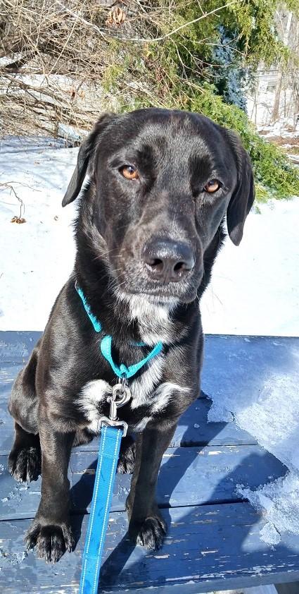 Enlarge LUTHER, a ADOPTABLE mixed breed in Pegram, TN image 4/5