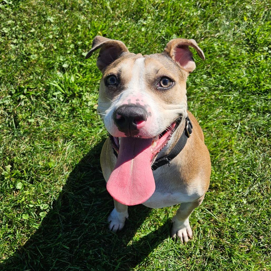 Rya, Adoptable, Adult Female Mixed Breed.
