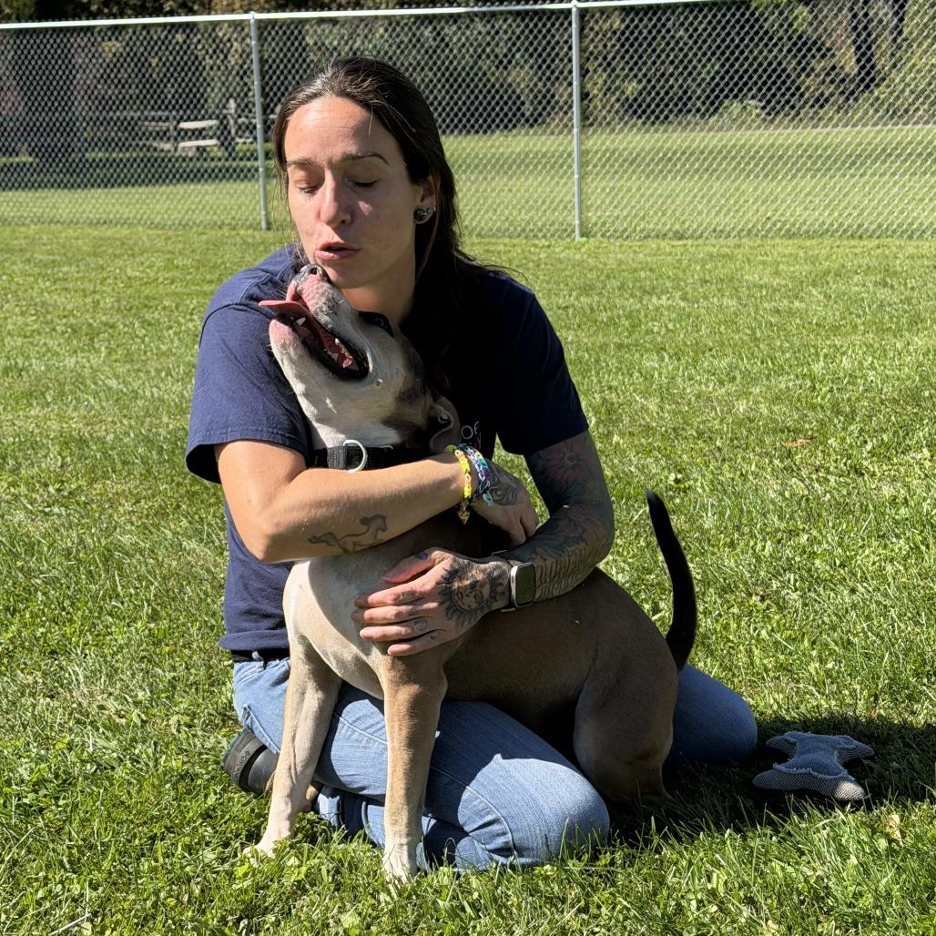 Enlarge Rya, a Adoptable Mixed Breed in Oneonta, NY image 2/6