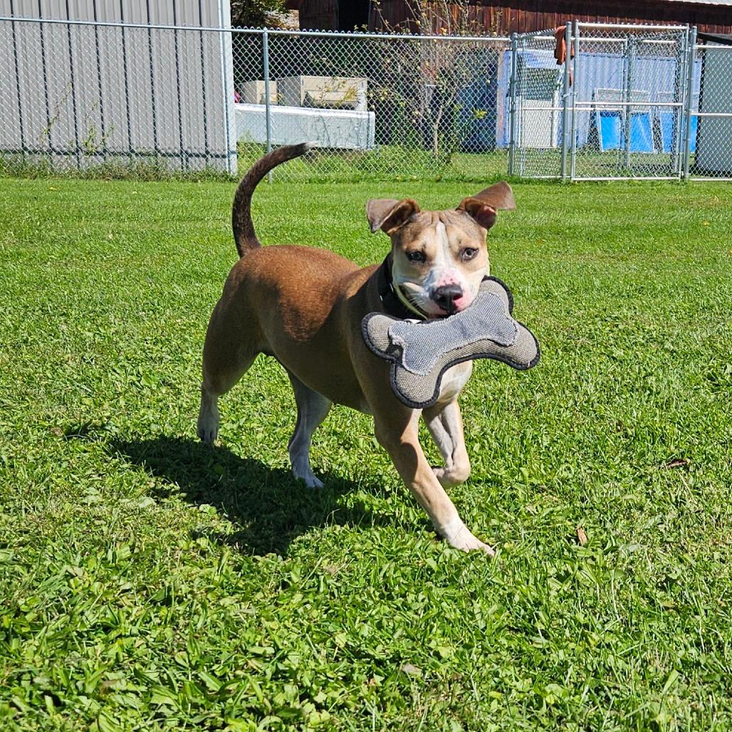Enlarge Rya, a Adoptable Mixed Breed in Oneonta, NY image 3/6