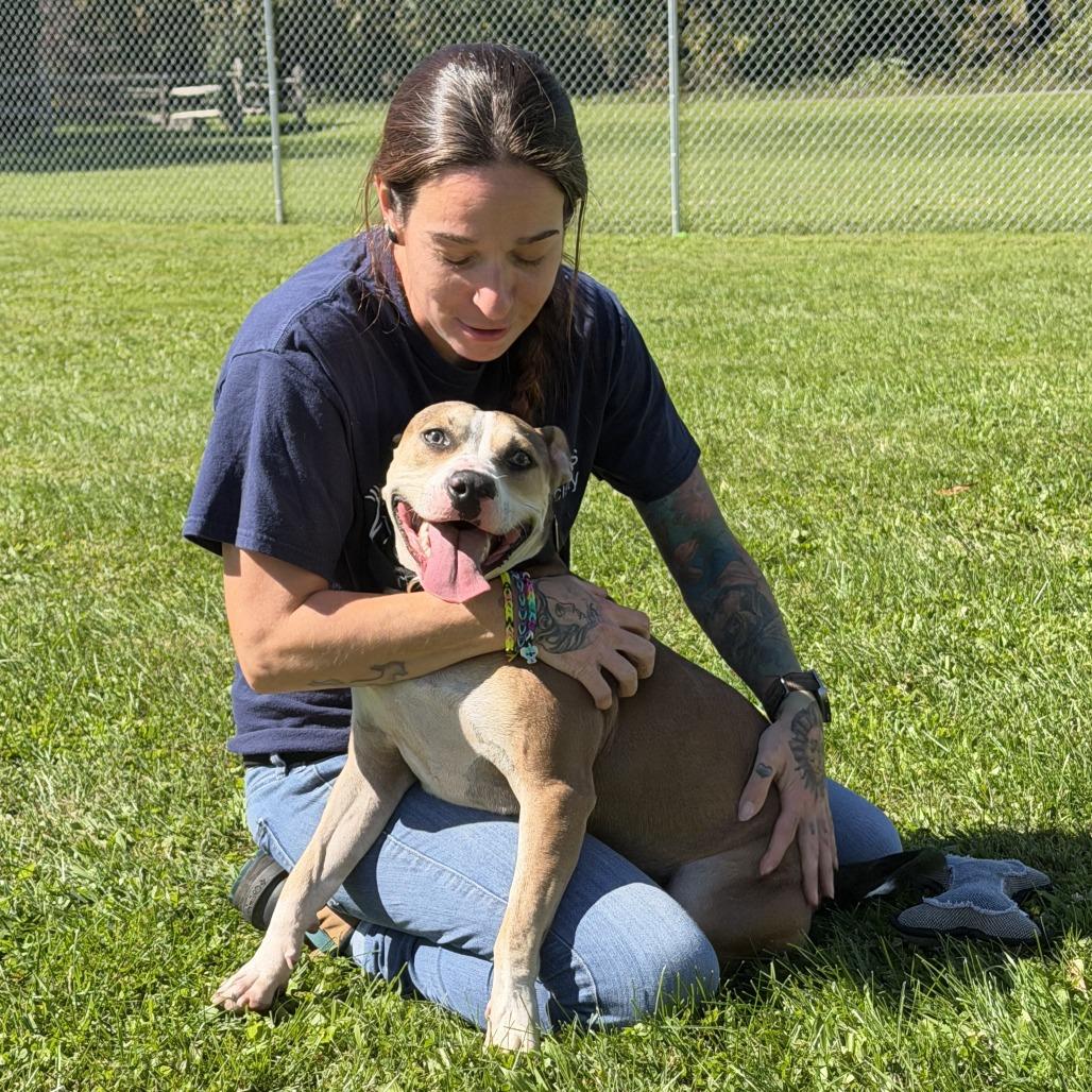 Enlarge Rya, a Adoptable Mixed Breed in Oneonta, NY image 4/6