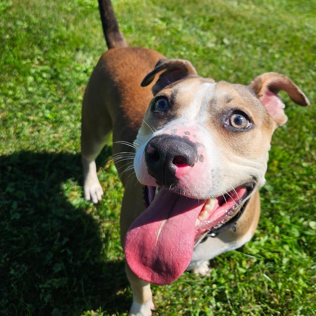 Enlarge Rya, a Adoptable Mixed Breed in Oneonta, NY image 5/6